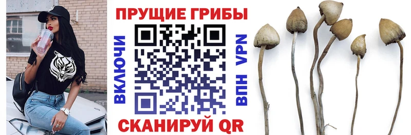 Купить закладки  Мценск  Псилоцибиновые грибы GOLDEN TEACHER 